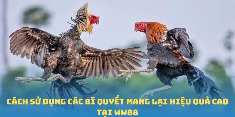 Cách sử dụng các bí quyết mang lại hiệu quả cao tại WW88