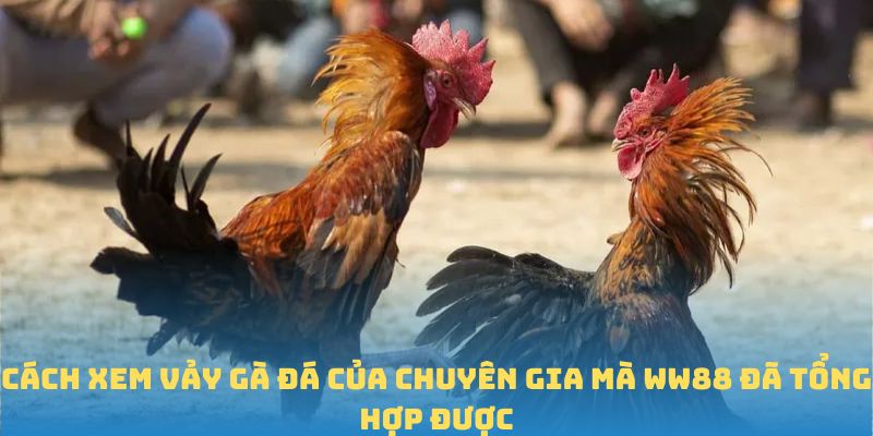 Cách xem vảy gà đá của chuyên gia mà WW88 đã tổng hợp được