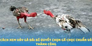 Cách Xem Vảy Gà Đá - Bí Quyết Chọn Gà Chuẩn Và Thành Công