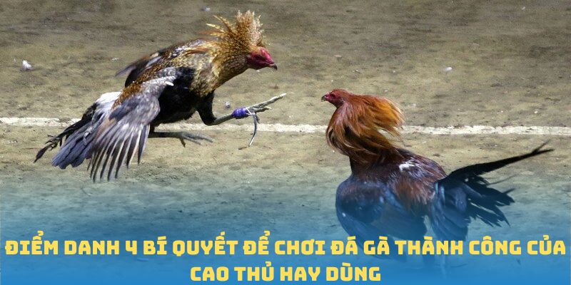 Điểm danh 4 bí quyết để chơi đá gà thành công của cao thủ hay dùng