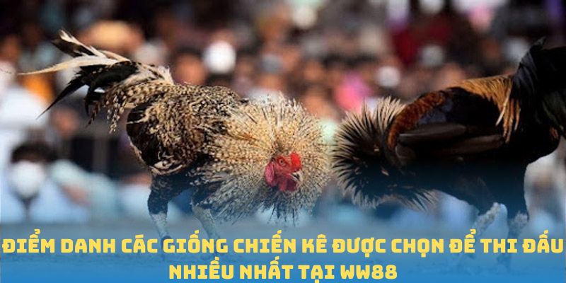Điểm danh các giống chiến kê được chọn để thi đấu nhiều nhất tại WW88