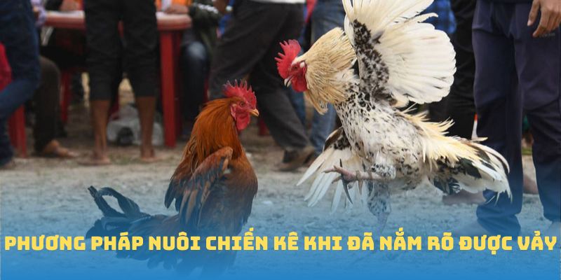 Phương pháp nuôi chiến kê khi đã nắm rõ được vảy