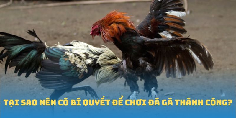 Tại sao nên có bí quyết để chơi đá gà thành công?