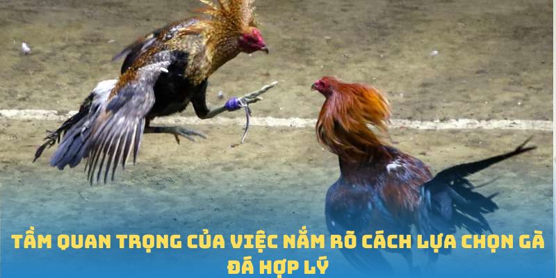 Tầm quan trọng của việc nắm rõ cách lựa chọn gà đá hợp lý