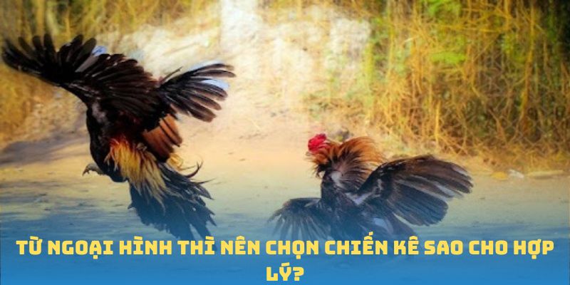 Từ ngoại hình thì nên chọn chiến kê sao cho hợp lý?