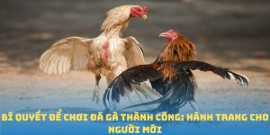 Bí Quyết Để Chơi Đá Gà Thành Công - Hành Trang Cho Người Mới