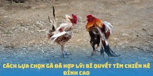 Cách Lựa Chọn Gà Đá Hợp Lý - Bí Quyết Tìm Chiến Kê Đỉnh Cao