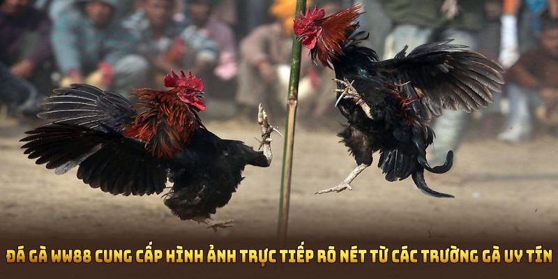 Đá gà WW88 cung cấp hình ảnh trực tiếp rõ nét từ các sân chơi uy tín