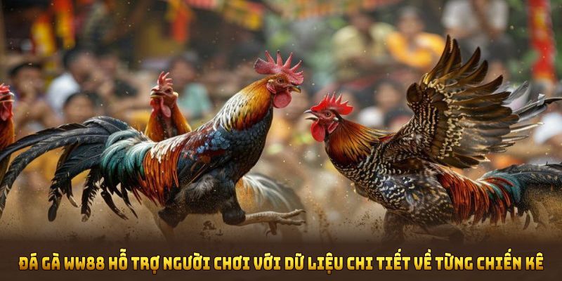Đá gà WW88 hỗ trợ người chơi với dữ liệu chi tiết về từng chiến kê
